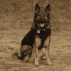 BulletBlocker K9 Shadow Vest