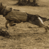 BulletBlocker K9 Shadow Vest