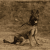 BulletBlocker K9 Shadow Vest