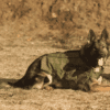BulletBlocker K9 Shadow Vest