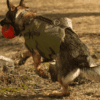 BulletBlocker K9 Shadow Vest